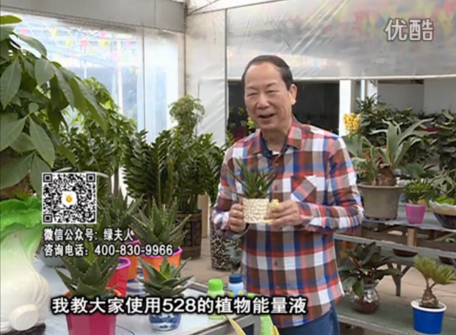 20160425珠江臺(tái)搖錢(qián)樹(shù)：室內(nèi)綠植用綠夫人營(yíng)養(yǎng)液，補(bǔ)充營(yíng)養(yǎng)健康又環(huán)保