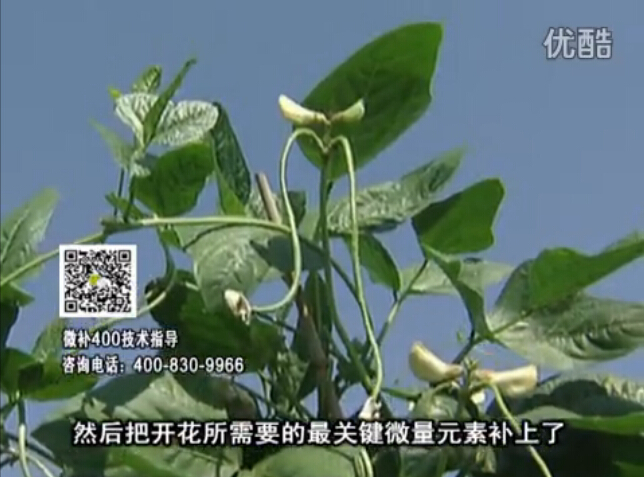 20160502珠江臺搖錢樹：雨水天多蔬菜香蕉長勢差沒產(chǎn)量？撒微補(bǔ)倍力促根壯長勢