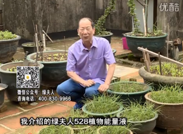 20160509珠江臺(tái)搖錢(qián)樹(shù)：天臺(tái)種葉菜用綠夫人營(yíng)養(yǎng)液，抗病好、長(zhǎng)勢(shì)綠