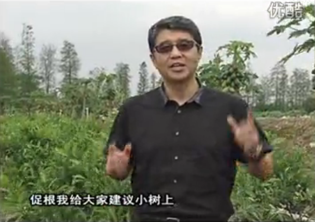 20160509珠江臺(tái)搖錢樹：柑橘淋微補(bǔ)根力鈣+精力，噴微補(bǔ)葉面肥，保樹分果好