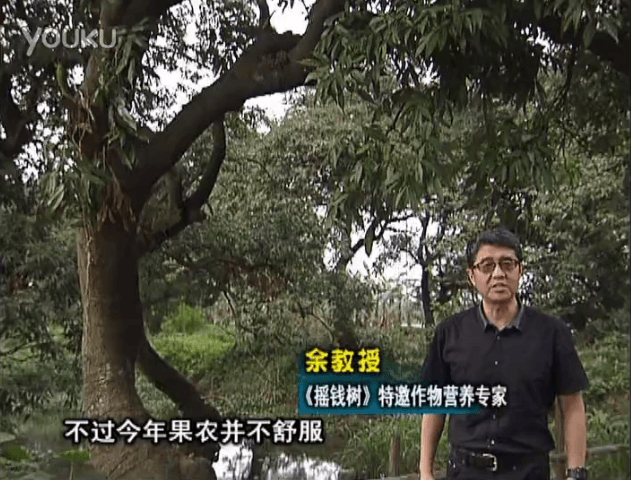 20160523珠江臺搖錢樹：荔枝龍眼用微補方案，膨果好、果硬有品質(zhì)，保樹綠