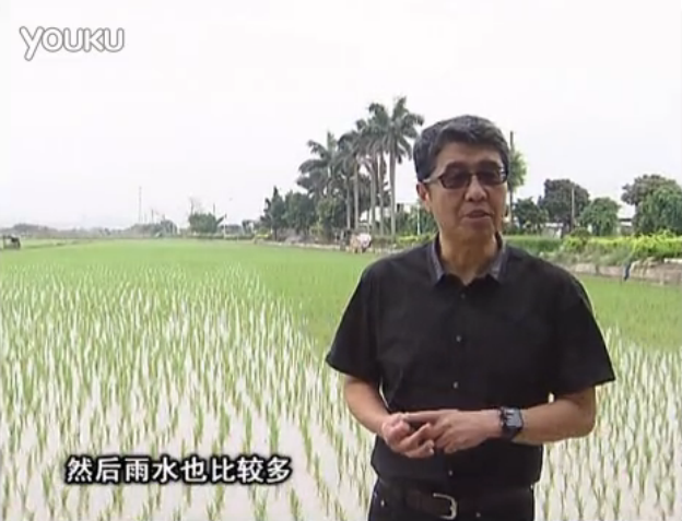 20160530珠江臺搖錢樹：水稻、甘蔗用微補(bǔ)方案，促根壯長勢，提高收益