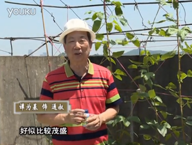 20160530珠江臺(tái)搖錢(qián)樹(shù)：天臺(tái)種豆角用綠夫人160度補(bǔ)鈣抗病液，長(zhǎng)勢(shì)壯，幫助開(kāi)花坐果