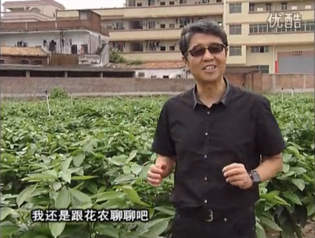 20160606珠江臺搖錢樹：觀葉植物用微補(bǔ)方案，壯根提長、保葉抗病好！