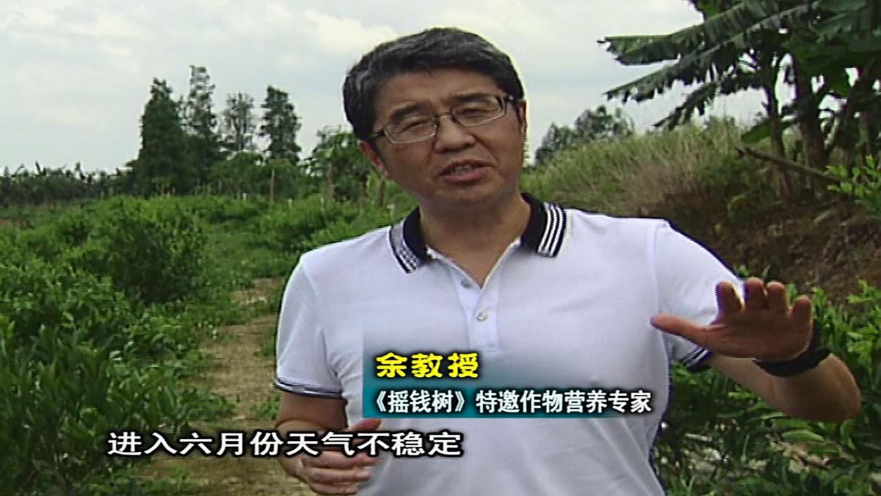 20160613珠江臺(tái)搖錢樹：柑橘噴微補(bǔ)蓋力、淋根力鈣，補(bǔ)鈣減少裂果、太陽果、果更硬