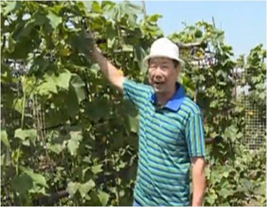 20160620珠江臺搖錢樹：天臺蔬菜用綠夫人營養(yǎng)液，開花坐果好