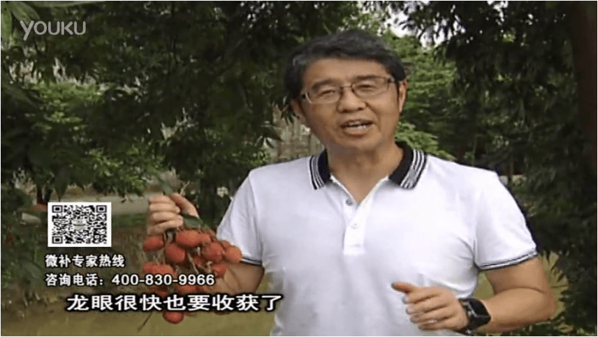 20160627珠江臺搖錢樹：荔枝轉(zhuǎn)色葉噴微補紅果力+蓋力，補充磷鉀鈣，著色增甜果硬