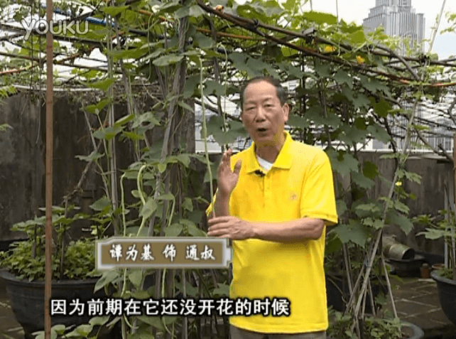 20160627珠江臺搖錢樹：天臺豆角用綠夫人528營養(yǎng)液，開花好結(jié)豆期長