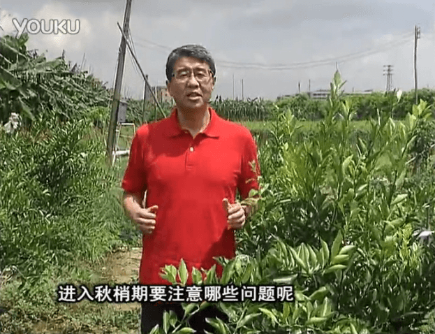 20160711珠江臺(tái)搖錢樹：預(yù)防柑橘秋梢發(fā)黃、不轉(zhuǎn)綠，用微補(bǔ)秋梢肥方案