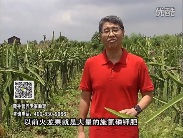 20160711珠江臺搖錢樹：火龍果用微補方案，開花坐果好，果實膨大品質(zhì)高