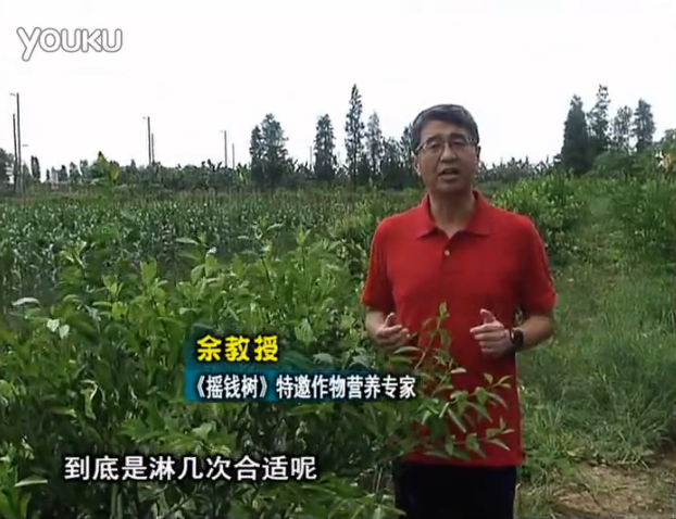 20160718珠江臺(tái)搖錢樹：柑橘放新梢怎么淋水肥好？2次微補(bǔ)秋梢整齊健壯