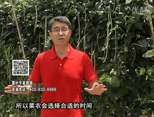 20160718珠江臺搖錢樹：瓜果蔬菜用微補(bǔ)水肥方案，結(jié)果多、有產(chǎn)量