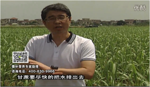 20160620珠江臺搖錢樹：甘蔗雨多漚根？淋微補(bǔ)根力鈣+精力、噴果力+壯力，促根壯長、甘蔗起灰好