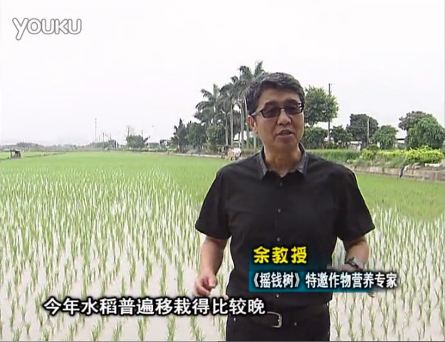 20160530珠江臺搖錢樹：水稻撒微補(bǔ)倍力、噴苗力，返青分蘗好，產(chǎn)量高