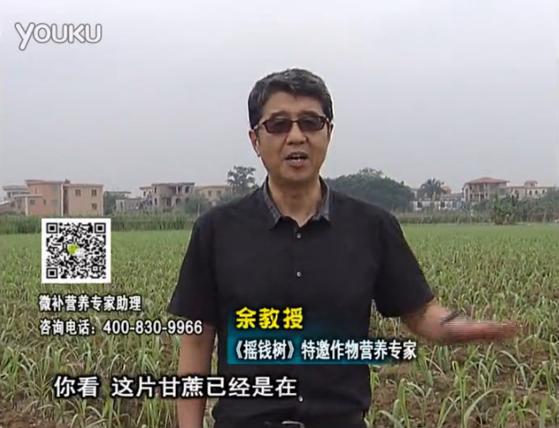 20160530珠江臺搖錢樹：甘蔗促根壯苗長勢好，淋沖微補(bǔ)根力鈣+精力、撒倍力