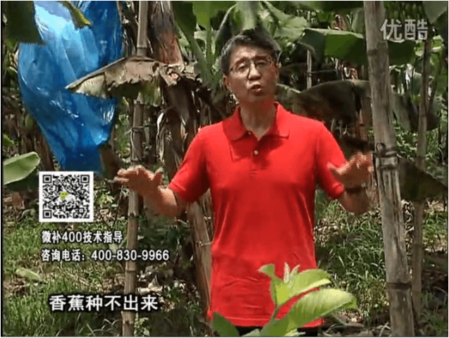 20160725珠江臺搖錢樹：香蕉用微補方案，調(diào)酸防黃化、膨果壯蕉好