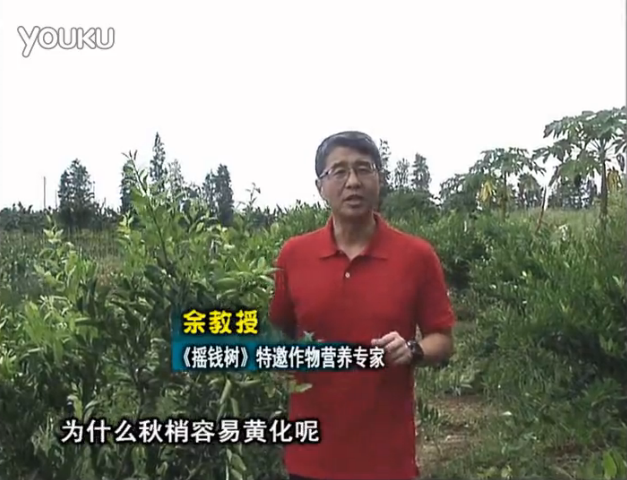 20160725珠江臺(tái)搖錢樹：柑橘淋微補(bǔ)調(diào)力，調(diào)酸預(yù)防秋梢黃化、促進(jìn)果實(shí)膨大
