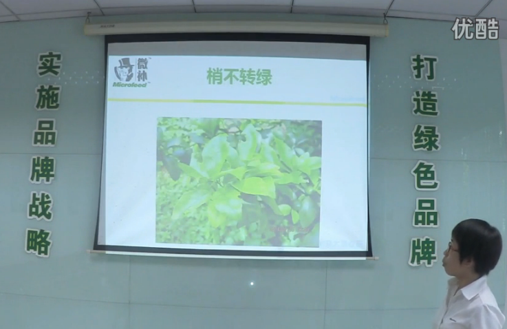 柑橘-預(yù)防秋梢黃、梢不出，如何放梢保樹好？微補(bǔ)講座