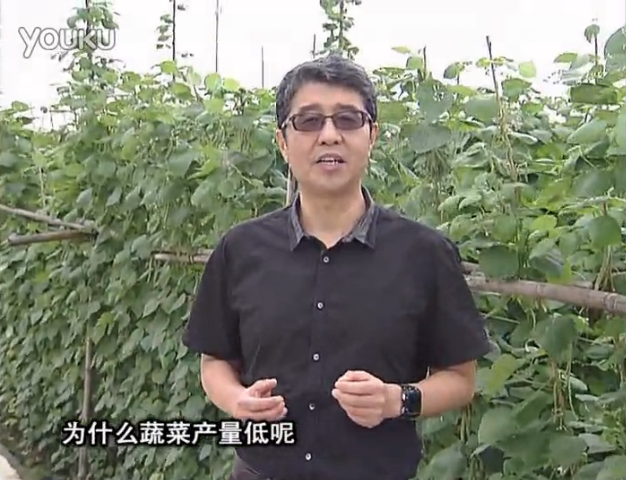 20160502珠江臺搖錢樹：雨水天多蔬菜漚根沒產(chǎn)怎么辦？撒微補(bǔ)倍力，噴花力+果力，提高坐果產(chǎn)量