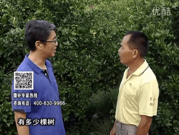 20160801珠江臺(tái)搖錢樹：柑橘連續(xù)7年用微補(bǔ)方案，保樹青綠每年增產(chǎn)30%