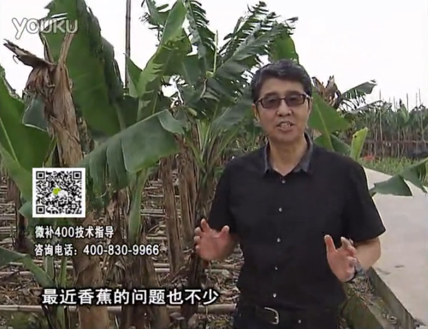 20160502珠江臺搖錢樹：香蕉撒微補倍力、噴果力+碧力，促根保葉、長勢快