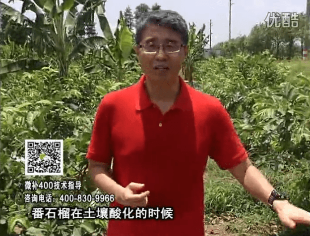 20160808珠江臺搖錢樹：番石榴用微補方案，保葉膨果、增產(chǎn)品質(zhì)高