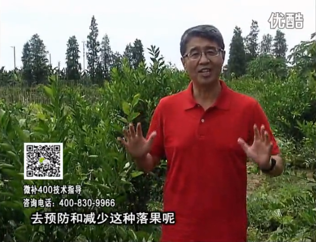 20160808珠江臺(tái)搖錢樹：柑橘噴微補(bǔ)碧力+壯力或蓋力，預(yù)防減少缺鎂落果，果硬膨大好