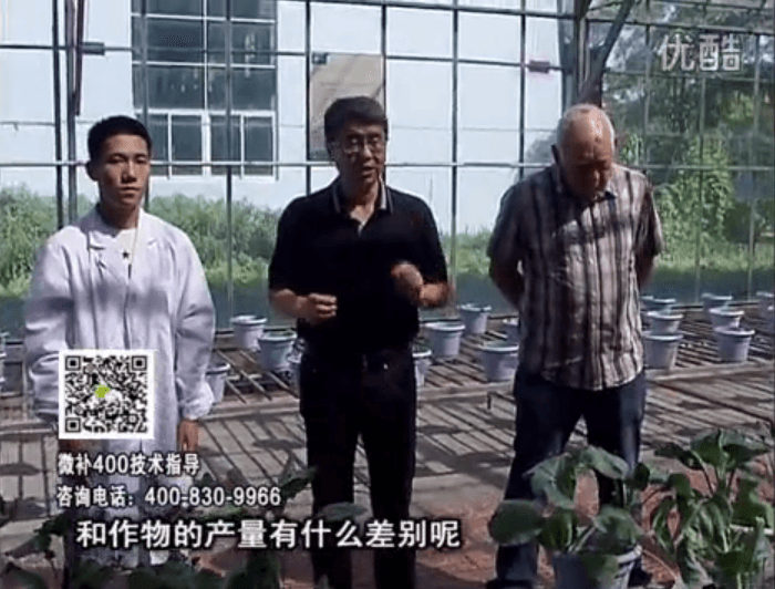20160829珠江臺搖錢樹：微補(bǔ)溫室實(shí)驗(yàn)：大量元素水溶肥pk添加中微量元素的差距！