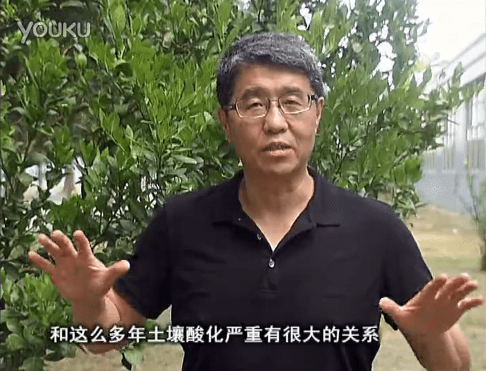 20160905珠江臺(tái)搖錢樹：柑橘秋風(fēng)一吹就黃，調(diào)酸淋沖微補(bǔ)調(diào)力是關(guān)鍵，同時(shí)保樹膨果