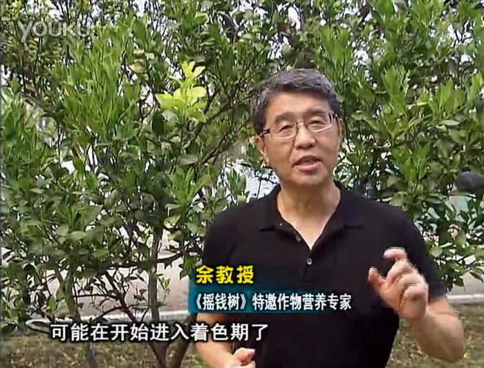 20160912珠江臺(tái)搖錢樹：柑橘用微補(bǔ)方案，果實(shí)著色好，提前促花、預(yù)防落果