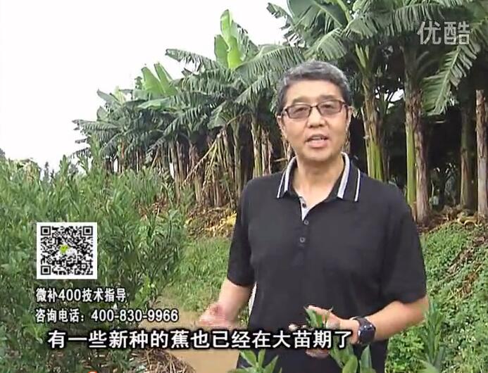20160919珠江臺搖錢樹：香蕉淋微補根力鈣+沖力或撒倍力，噴果力+碧力，保葉膨蕉壯長