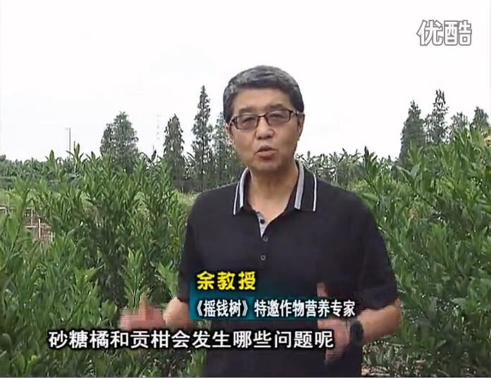20160919珠江臺(tái)搖錢樹：柑橘用微補(bǔ)方案，減少秋梢落果裂果，保樹膨果好