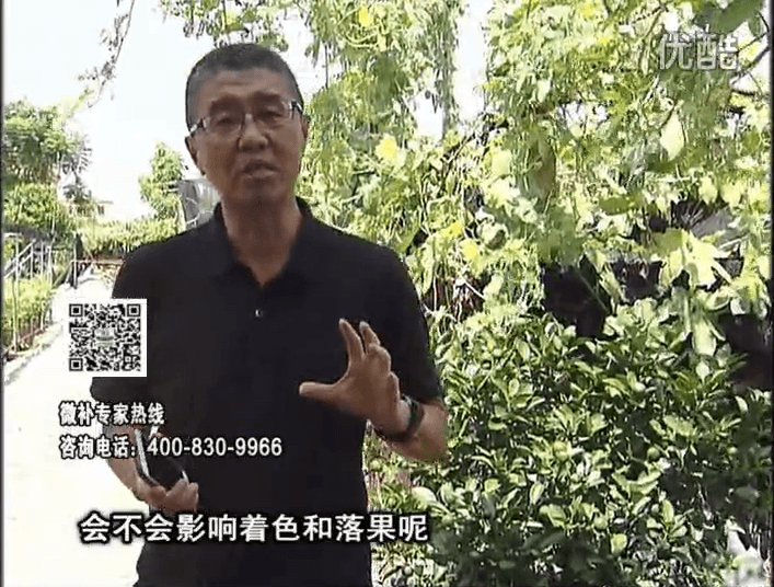 20161010珠江臺(tái)搖錢樹：柑橘葉噴微補(bǔ)花力+碧力，提前促花、減少梢葉黃