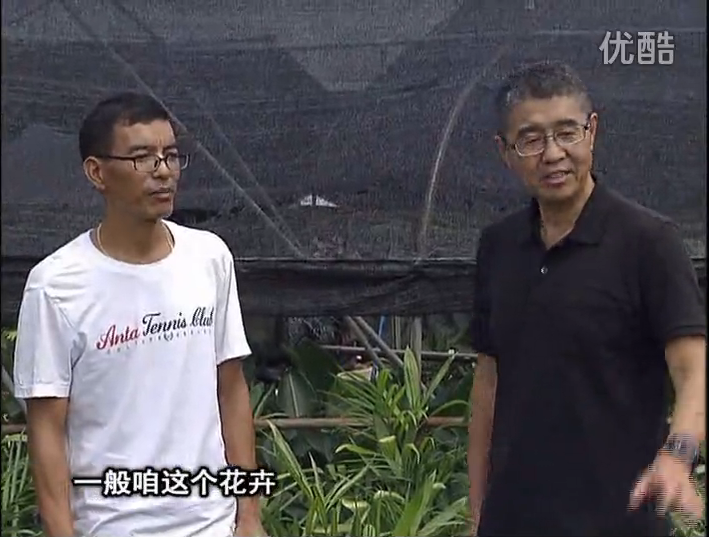 20161010珠江臺搖錢樹：盆栽花卉促根多，長勢青綠