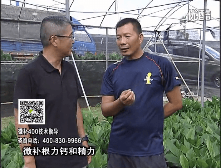 珠江臺搖錢樹：盆栽綠植澆施微補(bǔ)根力鈣+精力，促根多長勢青綠