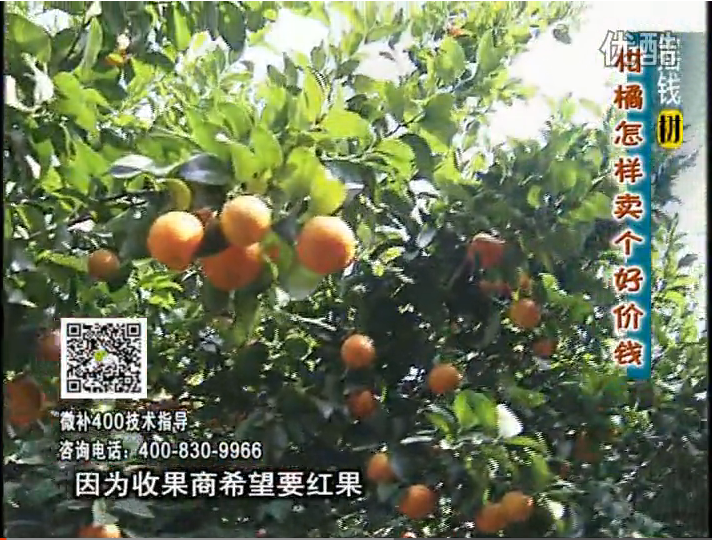 20161107珠江臺(tái)搖錢樹：柑橘噴施微補(bǔ)紅果力、蓋力，增甜增重賣價(jià)高
