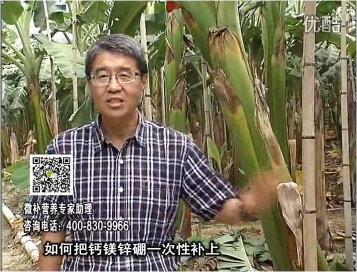 20161121珠江臺搖錢樹：香蕉撒施微補倍力，促根壯長、預(yù)防黃葉、提高產(chǎn)量