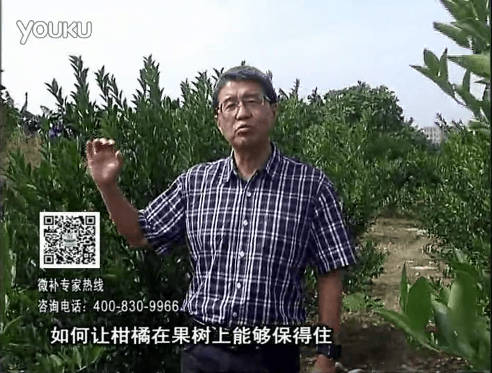 20161128珠江臺(tái)搖錢樹：柑橘噴微補(bǔ)蓋力、碧力，低溫抗凍，果掛得住，預(yù)防減少采前落果