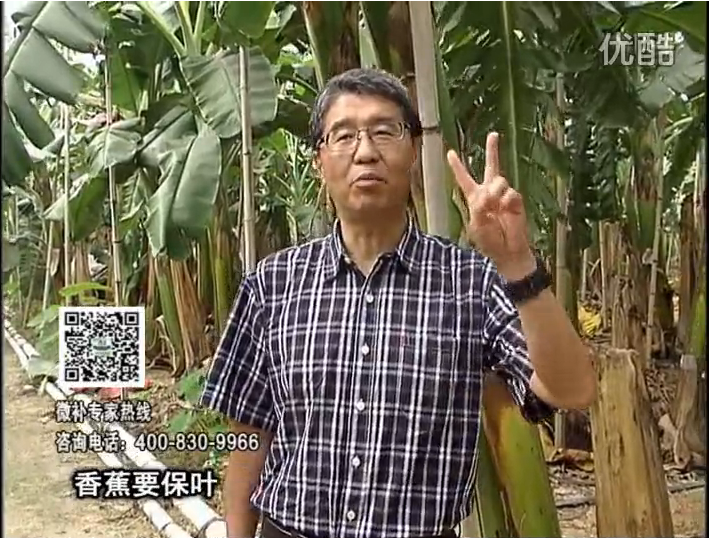 20161128珠江臺搖錢樹：香蕉用微補方案，預(yù)防減少黃葉、抽蕾膨蕉好