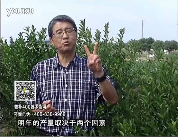 20161205珠江臺(tái)搖錢樹：柑橘噴施微補(bǔ)花力+碧力、下因迪樂有機(jī)肥，促花恢復(fù)長勢(shì)好