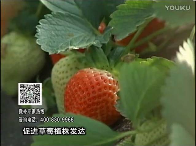 20161219珠江臺搖錢樹：草莓如何壯長、果大品質(zhì)高？