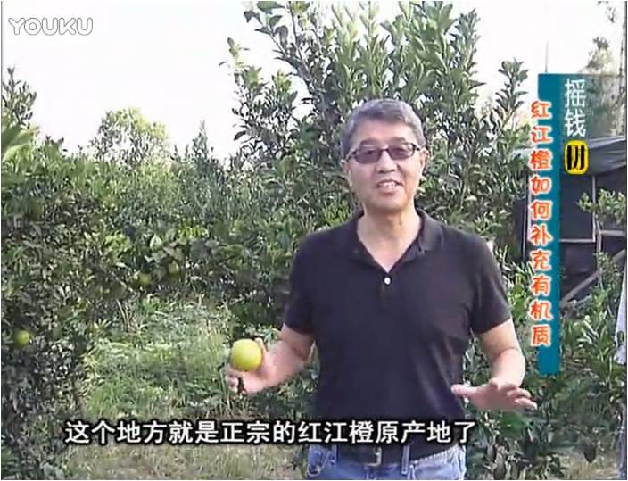 20161219珠江臺(tái)搖錢樹：紅江橙用微補(bǔ)方案，裂果少、樹勢(shì)好