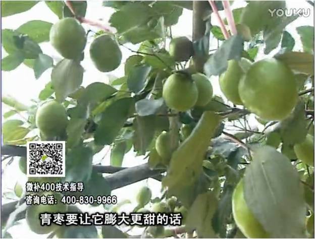 20161226珠江臺搖錢樹：青棗用微補(bǔ)方案，健壯長勢，提高來花坐果