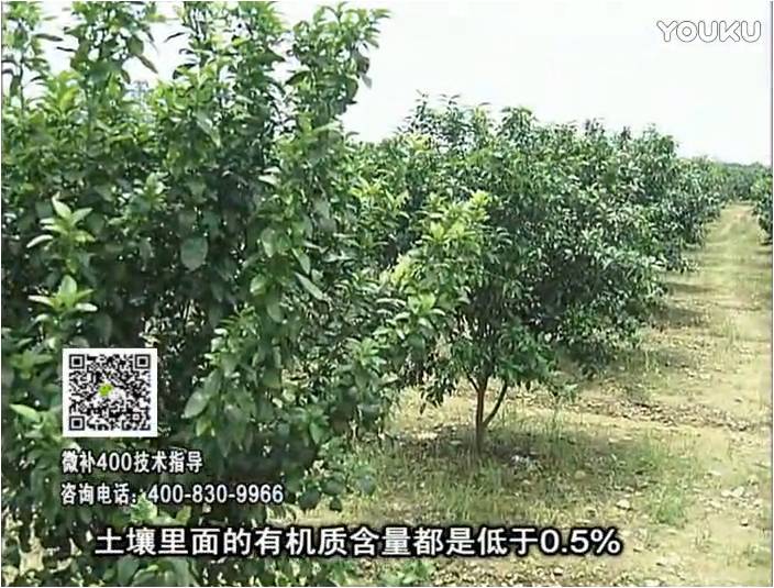 20161226珠江臺(tái)搖錢樹：柑橘噴微補(bǔ)蓋力防霜凍果、采后促花恢復(fù)樹勢(shì)撒微補(bǔ)倍力+有機(jī)肥