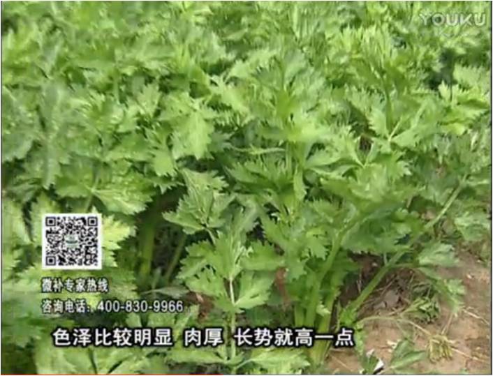 20170109珠江臺搖錢樹：葉菜如何種？長勢好又高產(chǎn)！