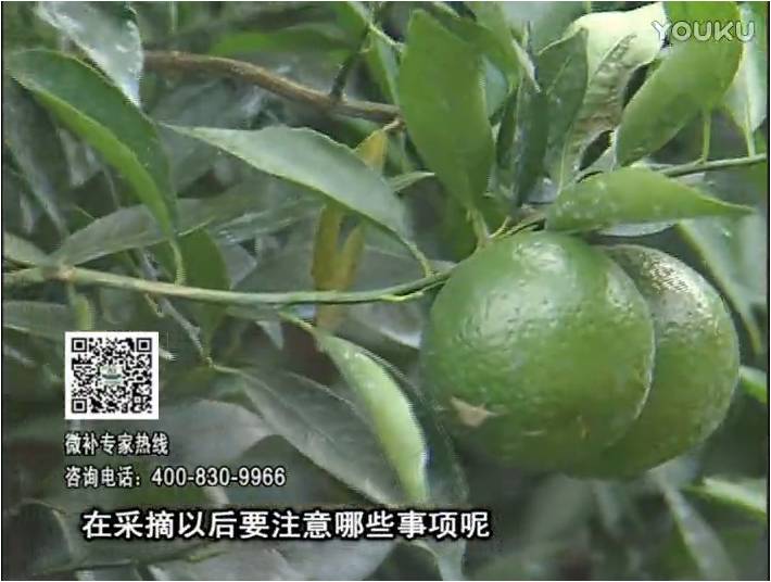 20170109珠江臺(tái)搖錢樹：新會(huì)柑用微補(bǔ)方案，保樹好，果品質(zhì)高，年年有收獲