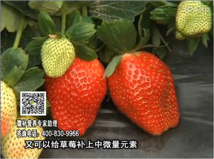 20170123珠江臺搖錢樹：草莓用微補(bǔ)方案，促根苗壯、開花坐果好