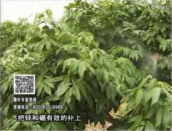 20170213珠江臺搖錢樹：荔枝噴施微補花力+硼力，補充鋅硼健壯來花