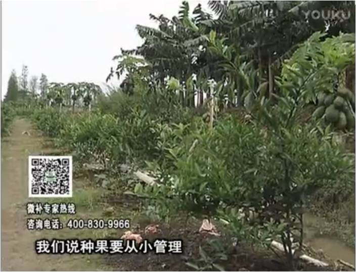 20170213珠江臺(tái)搖錢樹：柑橘小樹用微補(bǔ)方案，促根保樹好