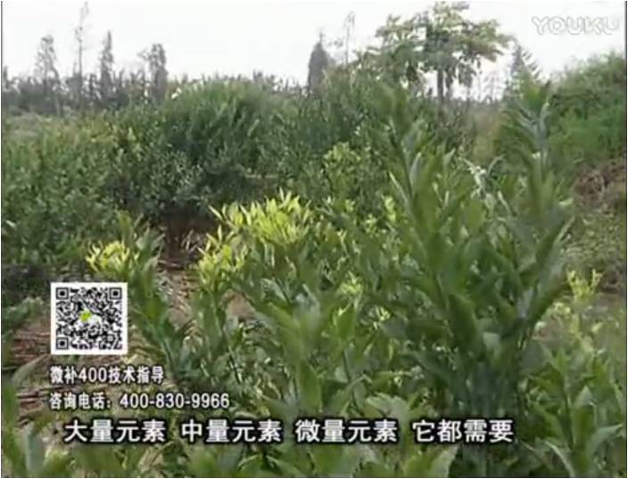 珠江臺(tái)搖錢樹：柑橘噴施微補(bǔ)花力+硼力，補(bǔ)充鋅硼健壯來花，利坐果